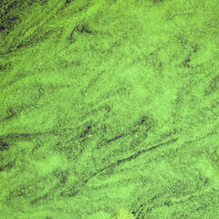 The surface of the water is covered with green algae and mud. Abstract picturesque natural background. Square format.