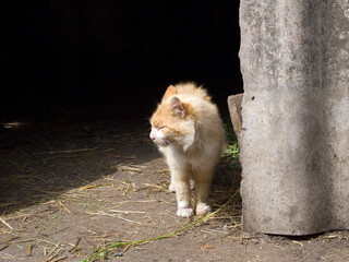 Beautiful fluffy beige cat came out of a dark room on the street. Bright sunny day. The cat closed his eyes. Nearby is a piece of slate. Simple rural background.