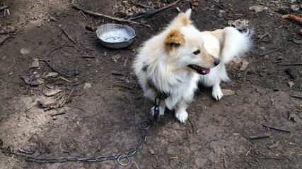 Beautiful beige dog with a white undercoat. Pet on the chain looks away. A dog with short paws...