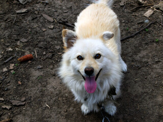 A beautiful fluffy white and beige dog with short legs and a red tongue hanging out looks straight ahead into the camera. Funny cheerful dog on a chain guarding the house and yard.