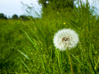 One white fluffy dandelion in the middle of a green field. Scenic summer landscape.