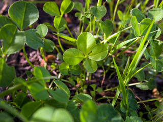 Four-leaf clover among three-leaved. According to traditional superstition, such clovers bring good luck.