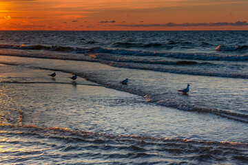 Morze Bałtyckie, mewy, zachód słońca