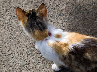 Top view of the tricolor cat on a gray concrete background. On the neck and withers are visible large wounds from the bites of other animals. Rural cat.