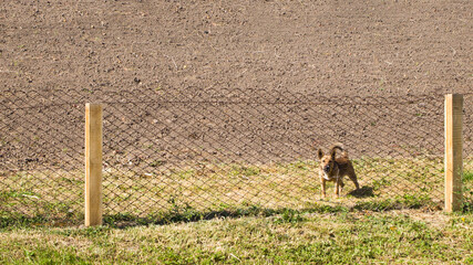 A small red dog stands behind the fence, waves its tail and barks. Pet guards the farm.