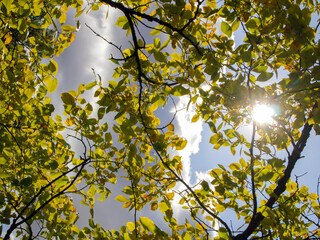 Bottom view of the sun and cloudy sky through the branches of trees with yellow leaves. Autumn day in the park in fine weather.