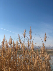 Obraz premium Reeds, tall reeds by the lake, blue sky in the background.