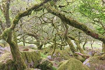 	
Wistmans wood in Dartmoor, Devon	