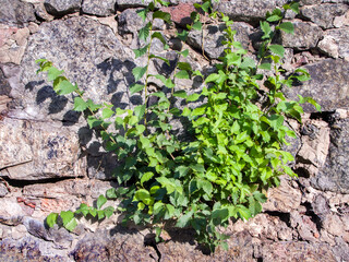 A large sturdy bush with beautiful green leaves sprouted from a stone wall or fence. The triumph of nature over what was artificially created by man.