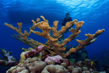 Scuba diver hovering by elk horn coral.