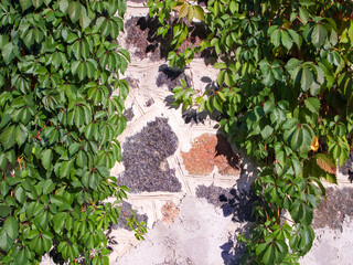 Part of the stone wall was overgrown with ivy. Abstract background with texture of rocks and leaves.