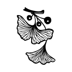 Linear pattern of ginkgo leaves is bilobate. Set of botanical elements.Vector graphics.