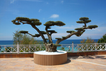 Huge bonsai in the park. Beautiful well-groomed tree. Sunny day by the sea.