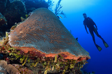 Scuba diver swims over brain coral.