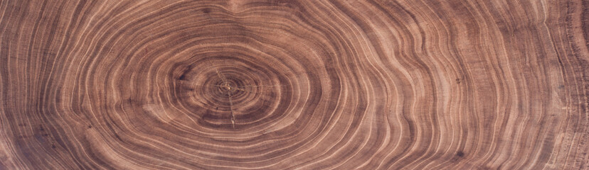 elm surface board with cross section