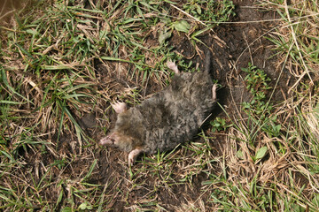 Top view of a dead mole that lies on the ground.
