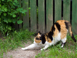 Lovely smarting tricolor cat (white, black and red) on a green fence background. Happy pet in the village.