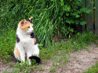 A beautiful tricolor cat (white, red and black) with green eyes, pink nose and a white mustache sits in the grass and looks away.