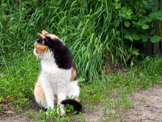 Obraz premium A delightful tricolor (white, black, red) cat sits on the ground in the grass and looks away.