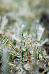 Transparent crystals ice texture background with plants. Ice on the dew. Winter background