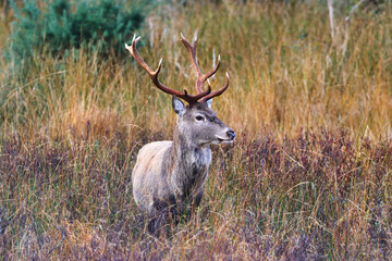 Male Red Deer in long Grass in Autumn. West Highlands, Scotland, UK.