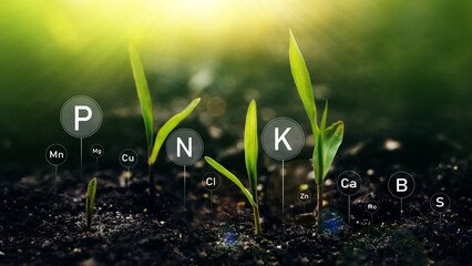 Young plants on sunny background with digital mineral nutrients icon. Fertilization and the role of...