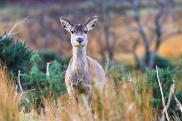 Female Red Deer in the Scottish Highlands on a Autumn Morning. West Highland, Scotland, UK.