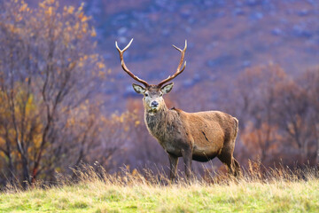 Male Red Deer looking dominant in the Scenery of the West Highlands. Scotland. UK.