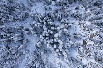 Snow capped fir trees in winter - view from above - travel photography