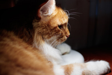 cute beautiful furry ginger cat with big bright amber eyes wide open relaxing in close up detailed shot