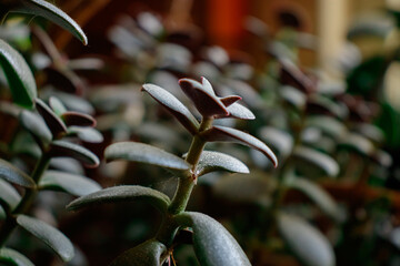 details of healthy bright green crassula ovata succulent jade plant lucky money tree indoor bonsai garden