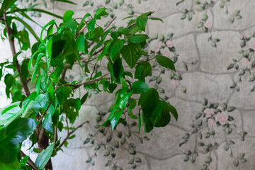 close up details of bright green leaf of indoor house plant garden