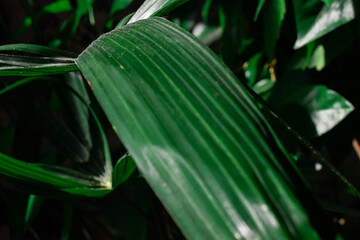 close up details of bright green leaf of indoor house plant garden