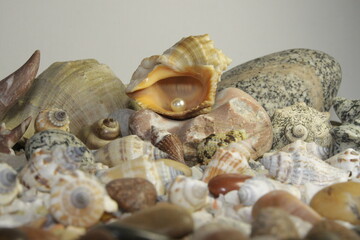 white pink pearls in a shell and stones of different breeds and shapes