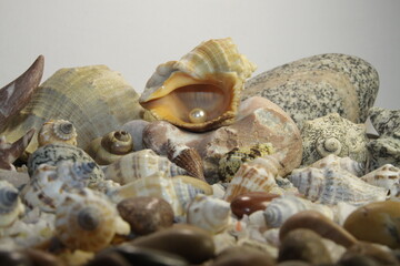 white pink pearls in a shell and stones of different breeds and shapes
