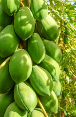 Papaya planting in Conde, Paraíba, Brazil. Brazilian agribusiness.