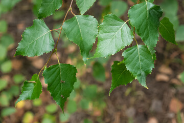 Close up of green birch tree leaves with ants in the forest. Blur background