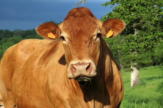 portrait d'une vache limousine