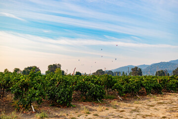 Naklejka premium Sunny view of the grapes farm of Napa Valley