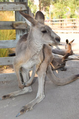 male australian red kangaroo in Australian Park of Gangaroo or Gan Garoo, kibbutz Nir David in the north of Israel