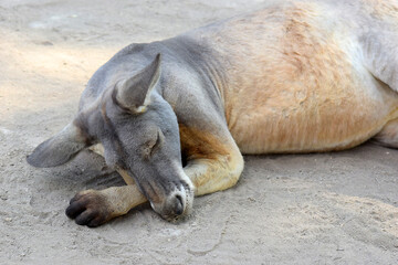 sleeping male australian red kangaroo in Australian Park of Gangaroo or Gan Garoo, kibbutz Nir David in the north of Israel
