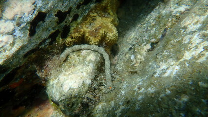 Feces of sea cucumber (Holothuria sp.) undersea, Aegean Sea, Greece, Halkidiki