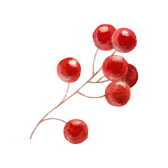 Watercolor illustration of red rowan berries isolated on white background.
