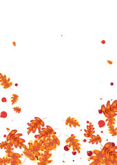 Fototapeta na wymiar Red Oak Background White Vector. Acorn Cartoon Set. Green Leaf. Image Illustration. Golden Leaves Abstract.