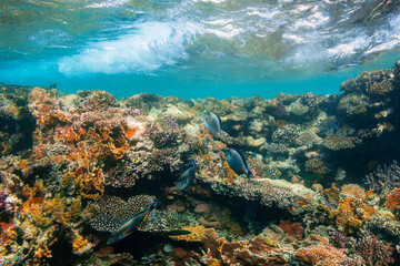 Fototapeta na wymiar Underwater coral reef on the red sea