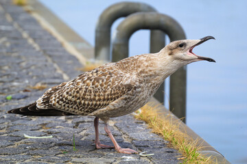 Portrait einer Mantelmöwe, Möwe an der Ostsee.
