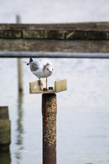 Eine Lachmöwe an der Ostsee. Lachmöwen sind eine kleinere Art von Möwen, sie werden nicht ganz...