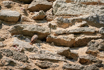 Black redstart female bird with chicks near the nest (Phoenicurus ochruros)