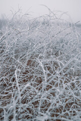 Frost covered stalks of dried plants in winter meadow with blurred background, beautiful winter landscape.