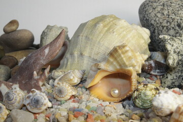 white pink pearls in a shell and stones of different breeds and shapes